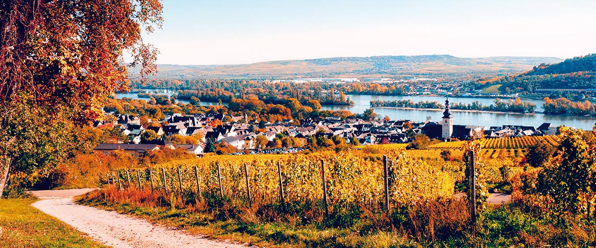 A view over the vineyards in Rüdesheim during autumn